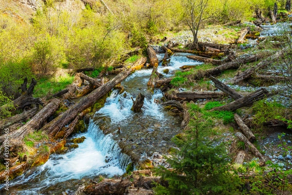 Fototapeta old tree fallen into the river. trunk of old spruce rotting in water