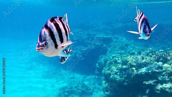 Obraz 沖縄の海を泳ぐロクセンスズメダイ