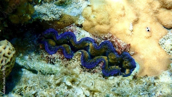 Obraz 沖縄県で撮影したシャコガイ