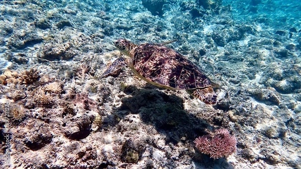 Obraz 沖縄の珊瑚の海を泳ぐアオウミガメ