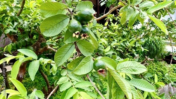 Obraz 野外で栽培されているグァバ