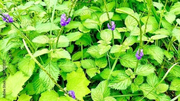 Obraz 沖縄県で咲くチリメンナガボソウ