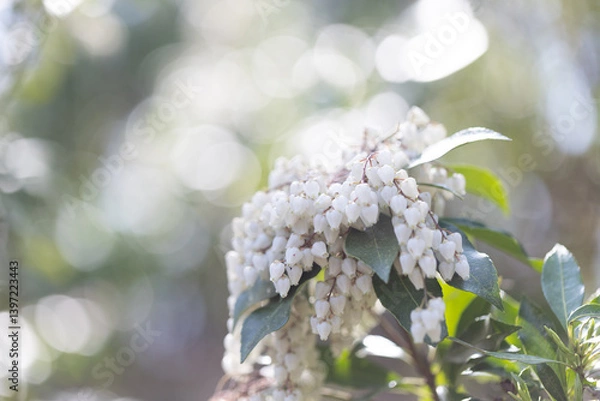 Obraz アセビ（馬酔木）