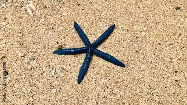 Obraz 砂浜の上にいるアオヒトデ