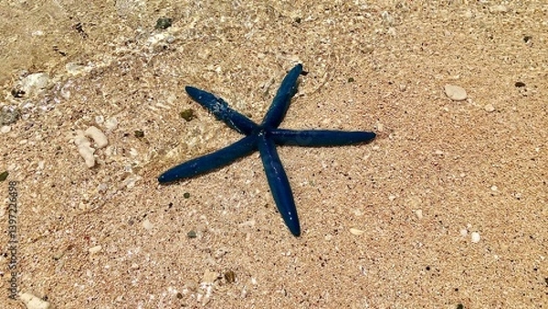 Obraz 砂浜の上にいるアオヒトデ