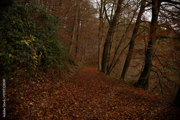 Fototapeta Autumn forest nature. Vivid morning in colorful forest with sun rays through branches of trees.