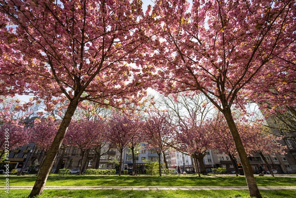 Obraz Kirschblüte Kaiserstraße Mainz, April 2025