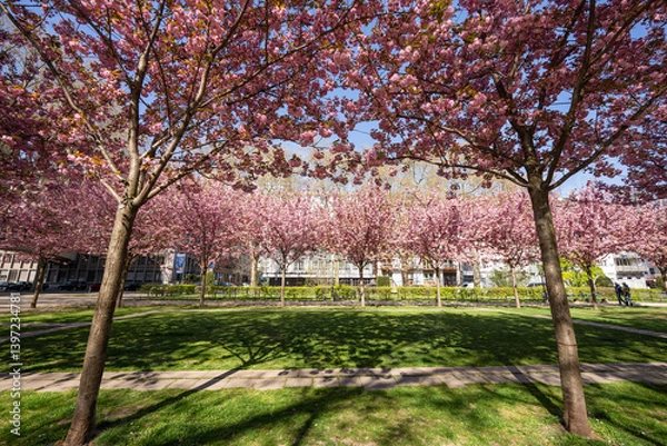 Obraz Kirschblüte Kaiserstraße Mainz, April 2025