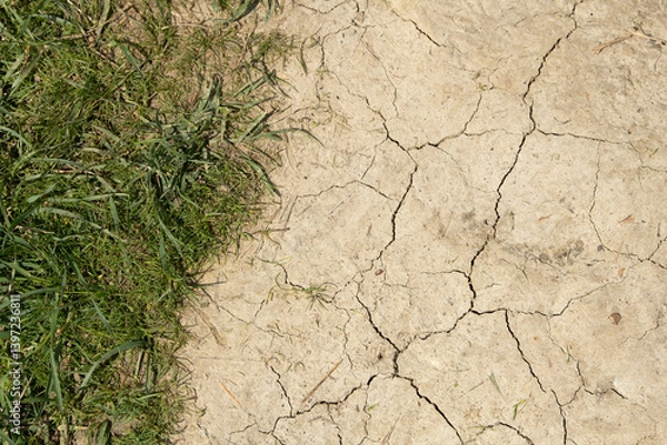 Fototapeta Cracked dry soil contrasts with lush green grass, illustrating the effects of drought in an agricultural field during the summer months. The landscape highlights soil degradation challenges