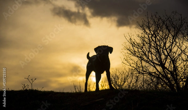Fototapeta dogs at sunset