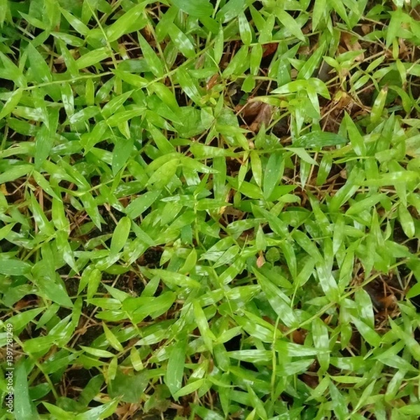 Obraz grass background