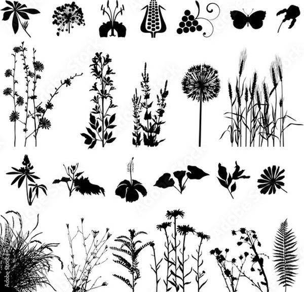 Fototapeta Botany plants and flowers