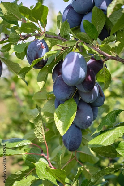 Obraz ripe plums on a tree