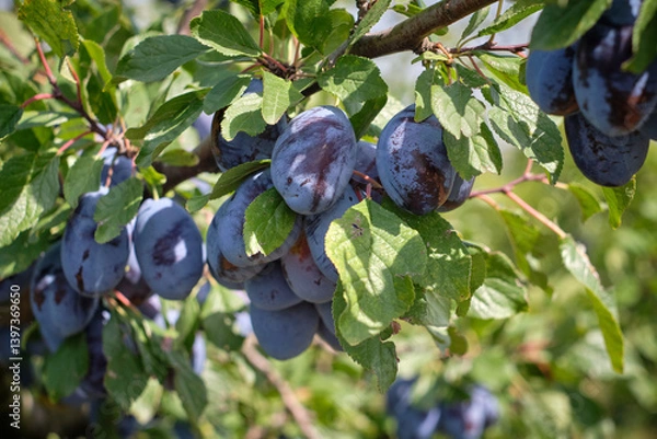 Obraz ripe plums on a tree