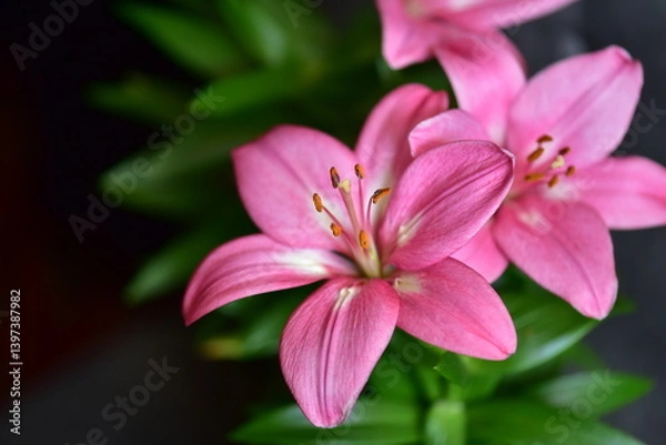 Obraz pink lily in the garden