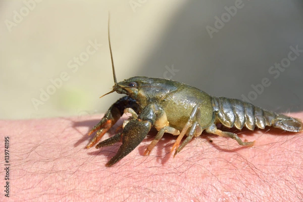 Fototapeta little crayfish ( Astacus astacus ) on hand