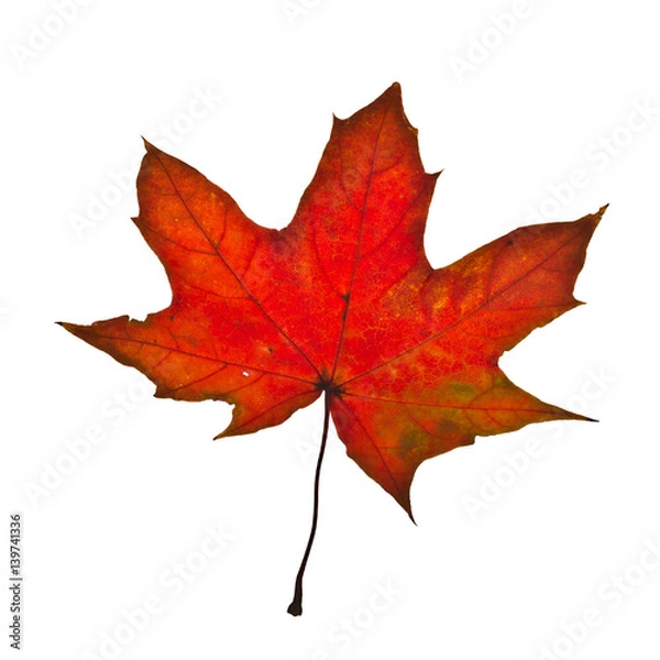 Obraz Autumn maple leaf