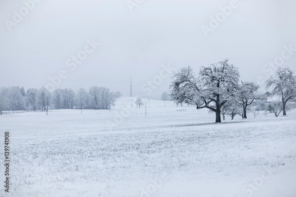 Fototapeta Trees in a snowy field
