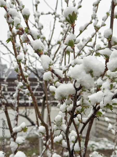 Fototapeta Green spring branches with new growth blanketed in snow from an unexpected cold wave