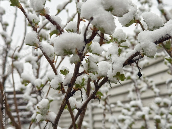 Fototapeta Shrubs with fresh green leaves covered in soft snow during an abnormal spring frost