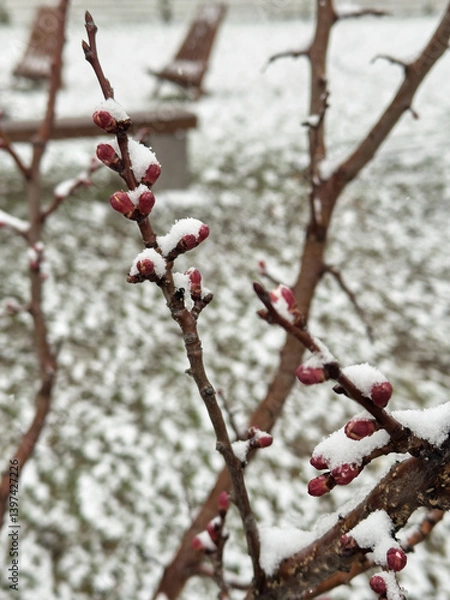 Fototapeta Close-up of red flower buds on a tree branch covered with snow during late spring frost