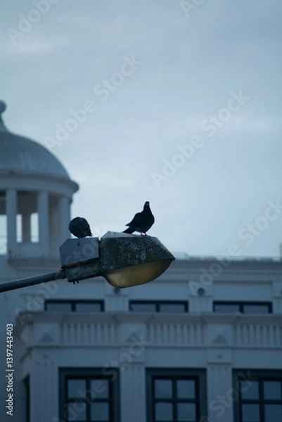 Fototapeta Two pigeons perched on a street lamp in an urban setting during twilight hours