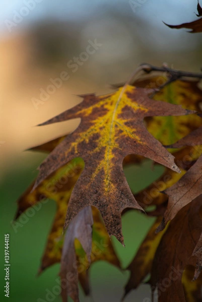 Fototapeta Colorful autumn leaves in close-up show rich textures and details during the fall season in a serene outdoor setting