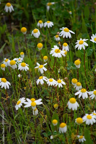 Fototapeta Colorful wildflowers bloom in a sunny meadow during spring showcasing vibrant petals and rich greenery