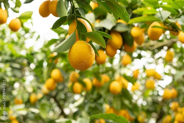 Fototapeta Lemon Tree Branches with Fresh Citrus Fruits in an Orchard
