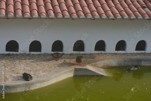 Fototapeta Ducks enjoy a sunny day near a tranquil pond with a white building and red-tiled roof in a peaceful outdoor setting