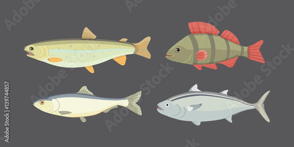 Obraz Isolated river fish. Set of freshwater sea cartoon fishes. Fauna ocean vector illustration