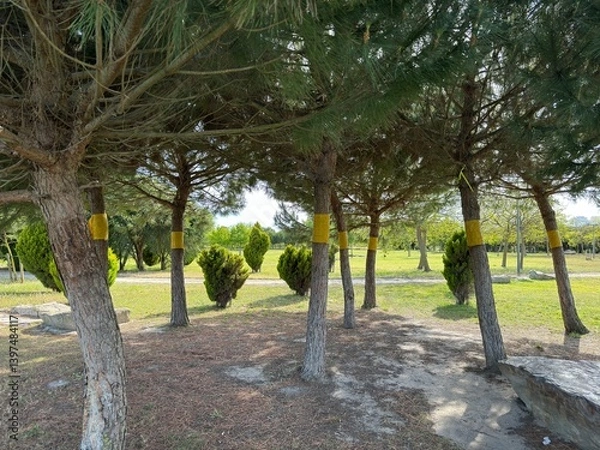Fototapeta Colorful ribbon decorations enhance trees in a peaceful park during a sunny afternoon