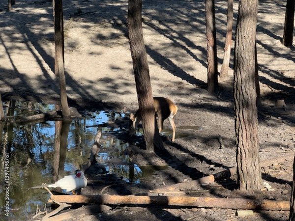 Fototapeta Deer and duck interact near a small pond surrounded by trees in a natural setting