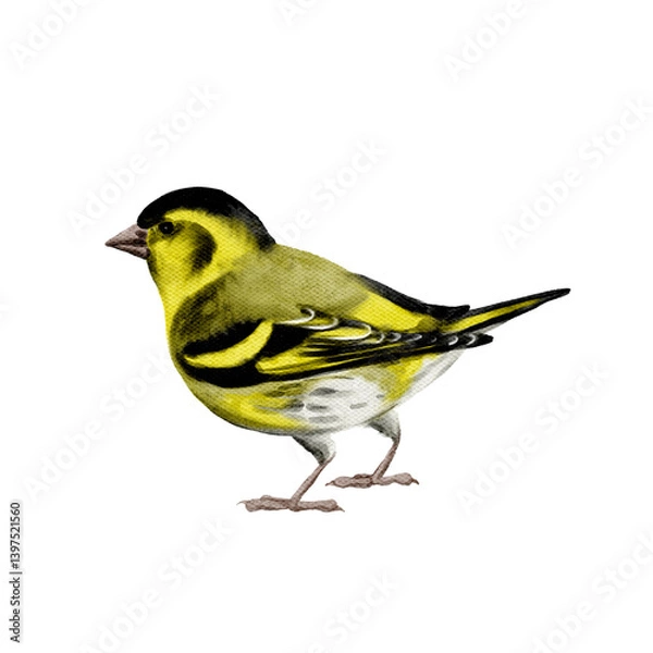 Fototapeta watercolor drawing bird, hand drawn Eurasian siskin, isolated nature design elements