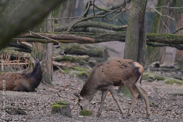 Fototapeta Beautiful red deer hind ,,cervus elaphus,, in Carpathian forest, Slovakia