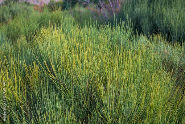 Fototapeta Green piorno without flower horizontally in mountain area in Extremadura
