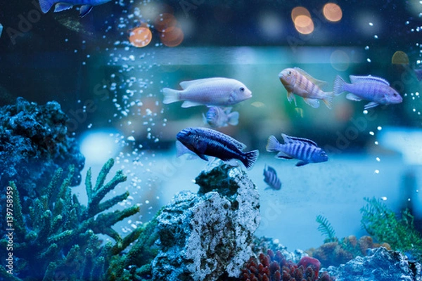 Obraz A marine aquarium with fishes and corals