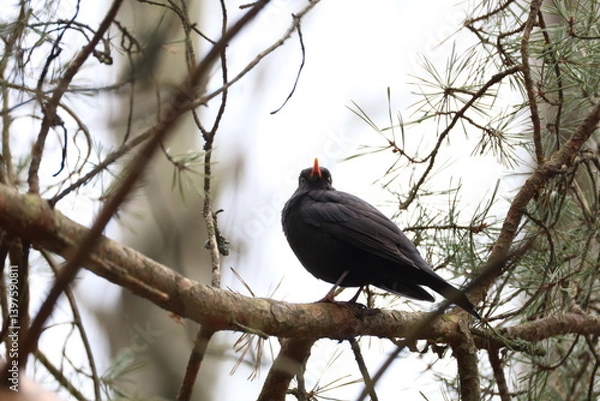 Obraz blackbird on a branch