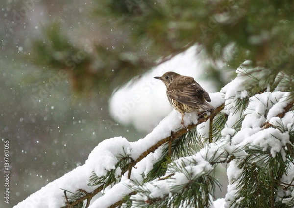 Fototapeta Song thrush (Turdus philomelos) sits on the branch of pine tree in winter