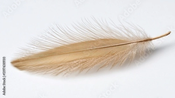Obraz Single feather