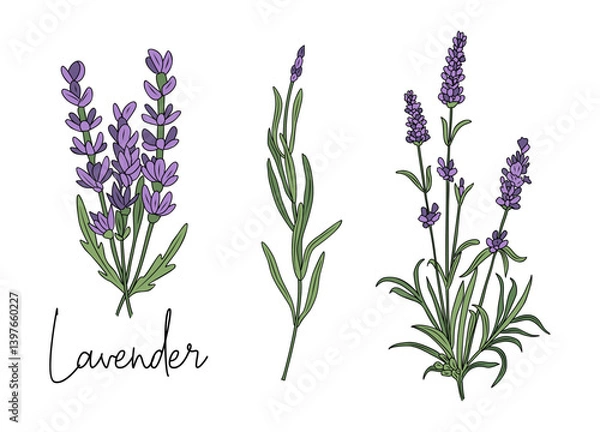 Fototapeta Set of Lavender flower colored outline drawing. Hand drawn Modern design for tattoo, wedding invitation, logo, cards, packaging. Trendy greenery vector illustration isolated on white background.