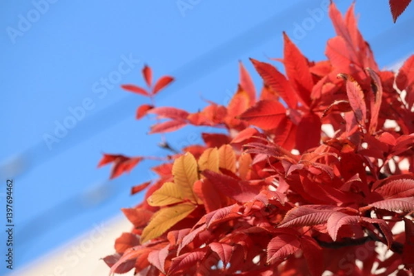 Obraz ナナカマド