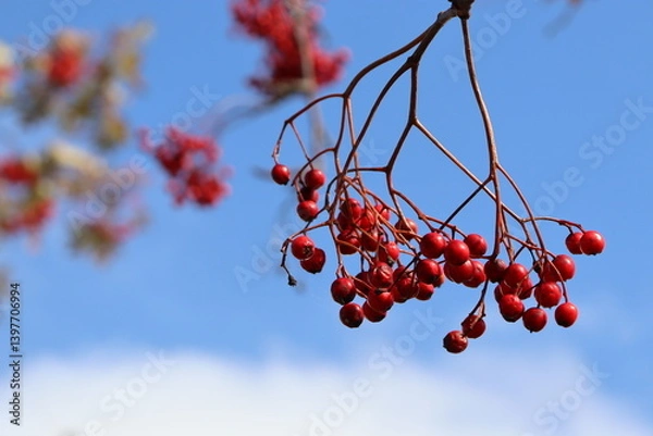 Obraz ナナカマドの実