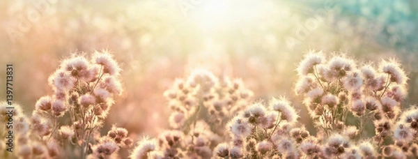 Obraz Thistle in the meadow, thistle seed lit by the sun