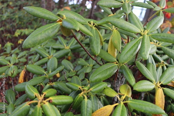 Fototapeta ハクサンシャクナゲ