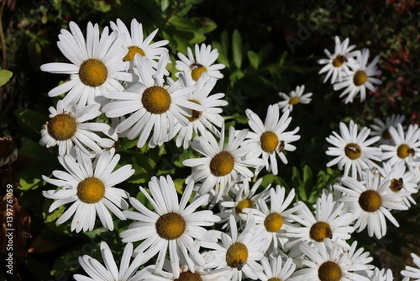 Fototapeta ハマギク