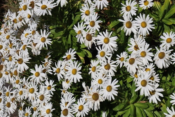 Fototapeta ハマギク