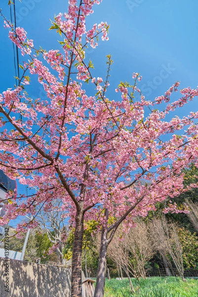 Obraz 青空を背景にした河津桜
