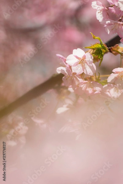 Obraz 春の光を浴びる桜
