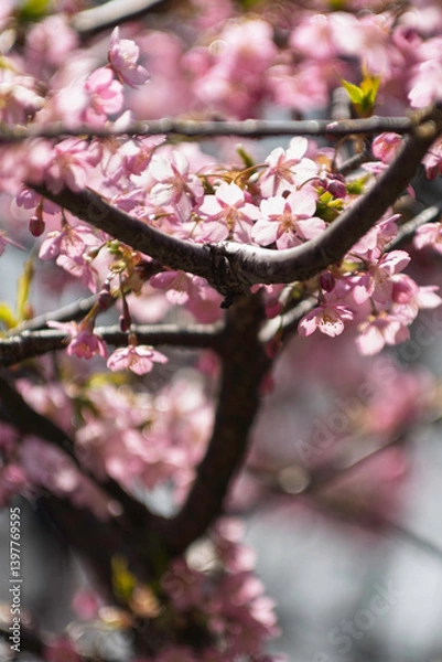 Obraz 春の光を浴びる桜
